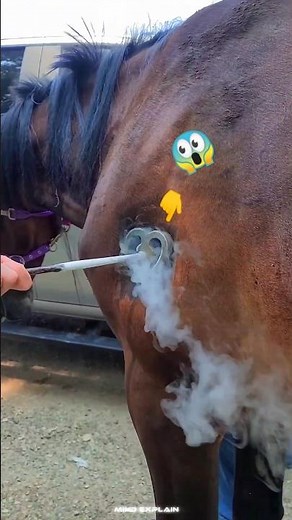 iron animal branding process 🔥