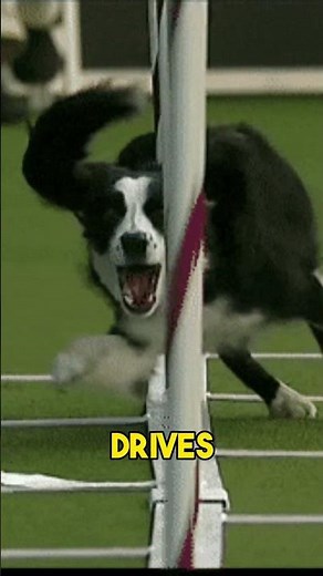 Agility Breakthrough: Master Off-Side Weave Entries! | Dog Agility Training