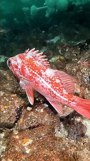 One of the lesser seen Rockfish in British Columbia waters. Always a treat to see Vermilion Rockfish