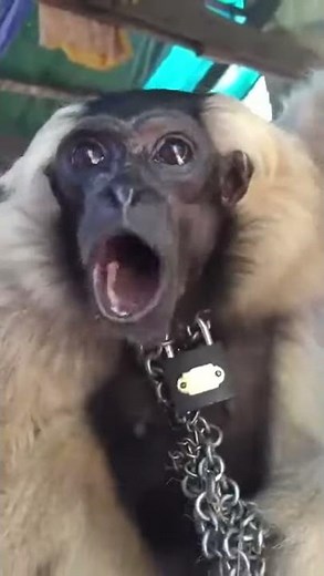 Monkey=Pog