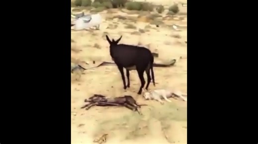 Heart-Warming Donkey Defends Against Wolf’s Brutal Attack
