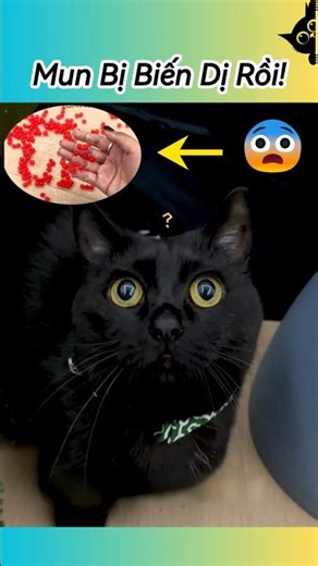 😱 Mutant Insect Eggs Discovered #pets #pets #funnycats #funny #pets #cat #cute