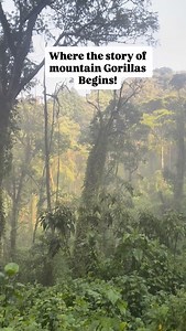 4.9K views · 422 reactions | How much does gorilla trekking cost per...