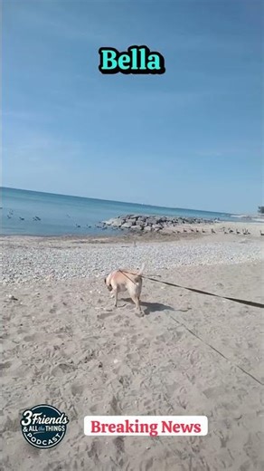 Canada vs. Canadian Geese 🦆