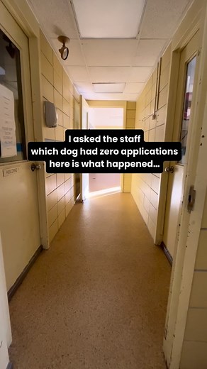 If there’s anything you could do right now to help Maeve is Share. Repost. Comment. This will help reach her person. Maeve has zero applications, yet she has everything you’d want in a dog. She’s wonderful with kids, gentle with other dogs, and loves people with her whole heart. Maeve has spent years being rescued from one shelter to another, still holding onto hope that her forever person is out there. She’s only six years old. If this reaches the person meant for her, please… let it be you. 💔