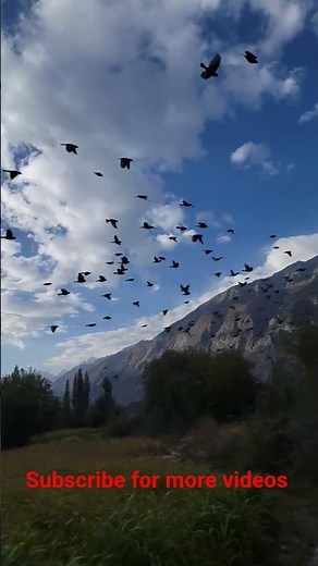 Beautiful Birds Flying in the Sky | Amazing Nature Video