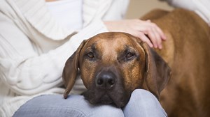 Rhodesian Ridgeback Dog Breed: Pros & Cons