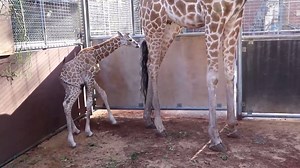 Perth Zoo's new giraffe calf is almost small enough to walk under Kitoto’s legs, but at around 160cm in height, she is already a statuesque beauty. | ABC Perth