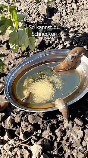 How to Easily Catch Garden Slugs With This Household Remedy!