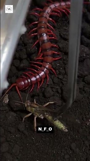 Centipede – The Deadly Speed Hunter of Nature! 🦂 #Centipede #AnimalFacts #insects