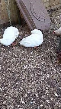 How Can You Tell If A Pekin Duck Is Male Or Female?