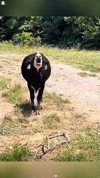 Funny cows 🐄😂 #haha #funnyvideos