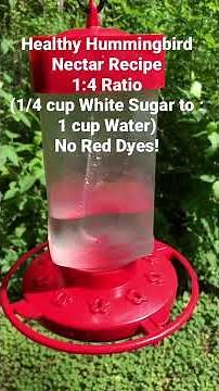 Hummingbird Nectar Recipe (see description)