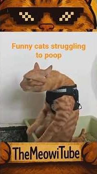Cats vs. Constipation: The Wild West Litter Box Showdown” #cats #FunnyCats #ConstipatedCat
