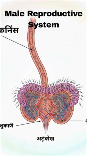 Male Reproductive System|| #shorts #trending #youtubeshorts