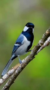 Tit birds calling 🥰🥰 #bird #nature #sound #singing | Okicau