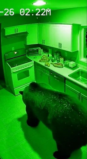 Ring Camera Captures Dog Chasing Grizzly Bear Out of Alaska Home