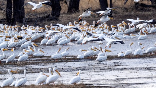 Bird migration 2025: How many birds will fly through Louisiana during peak season?