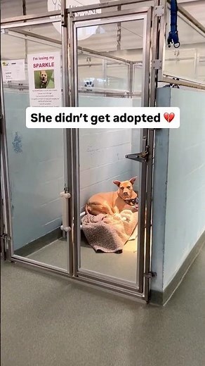 Laverne is giving up 😔💔 Let’s help her find a home 🙏