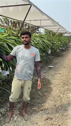 Trellis system and Ring pole system #dragonfruitfarming #plz_subscribe_my_channel