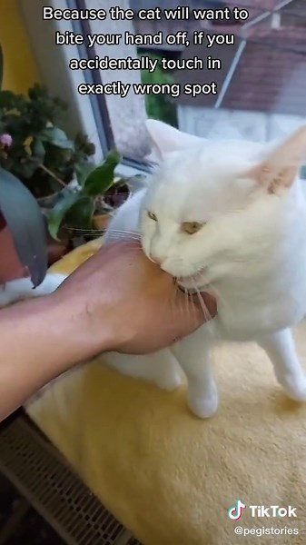 Why Dogs are Better Than Cats?