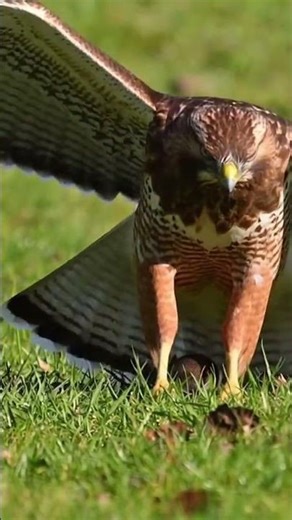 Witness the Majestic Power of Wild Hawks in Stunning Detail 🦅