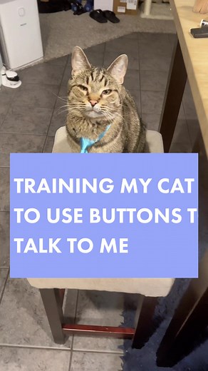 Day 3 of Training my son to use the buttons to talk to me. #socute #distinguishedgentleman #cats #fyp