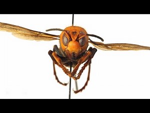 This Giant Killer Hornet Was Found in Washington State