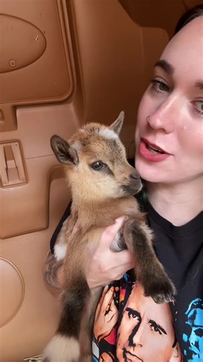 Discover the Joys of Goat Farming and Homesteading