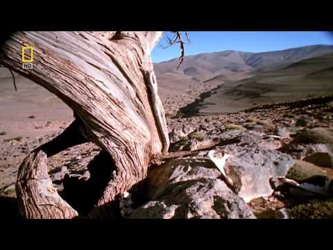 Prehistoric.predators..killer.pig.