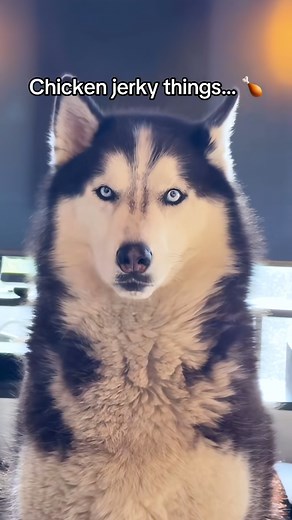 I didn’t even see his tiny mustache until now! #huskies #husky #dog #siberianhuskies #siberianhusky #dogsoftiktok #huskiesoftiktok | Siberian Derpsky