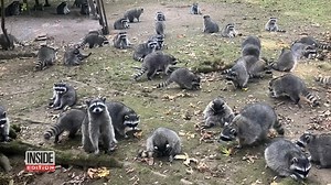 A frantic homeowner called 911 as a horde of raccoons swarmed over a backyard. Home surveillance video shows more than 100 critters showing up looking for handouts. She told 911 that she was hiding in her car. | Inside Edition