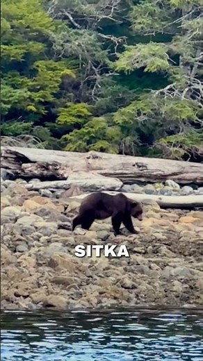 Wild Salmon in the Forests of Alaska #alaska #salmon #nature