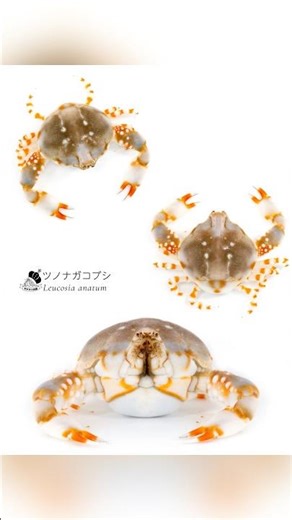 むちむちのカニ