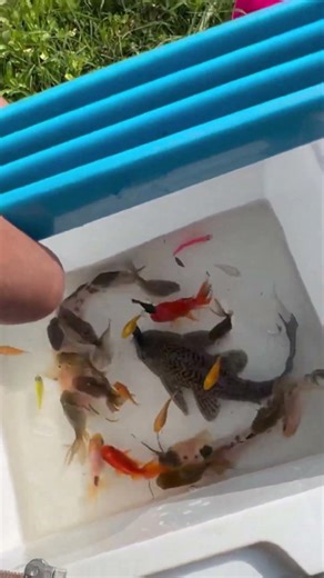 When a fish steals the show 🐠🔥 #fish #aquariumfish #funny #shorts