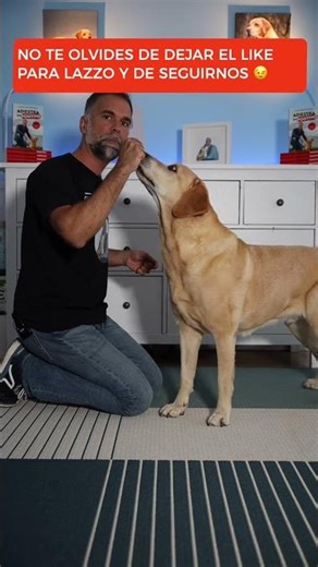 Como Enseñar a un Perro a Dar la Pata en 3 Simples pasos
