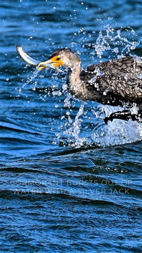 CORMORANT'S SILVER JACK BURST🌊🦈🚀 #birding #cormorant #silverjack #oceanlife #nature