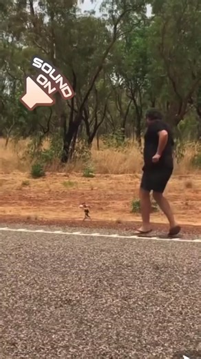 The most Australian road rage incident ever? 😅 This is an angry frilled-neck lizard charging at a man on an outback road 😡🦎😆 Apparently it didn’t like that the man was trying to take a picture of it The frilled-neck lizard is a species of lizard mainly found in the forests & savannah woodlands of northern Australia southern Papua New Guinea 🌳 It lives & spends most of its time on trunks and branches of trees🌲 It is a very territorial animal (clearly 😝) and uses its wide mouth & wide, brig