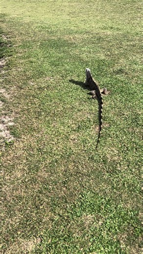 the messy chef (@steviesmessykitchen)’s videos with original sound - the messy chef