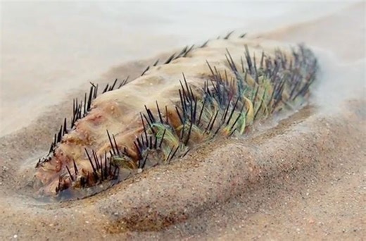 Mystery 'alien-like' sea creature with GLOWING spikes spotted on UK beach