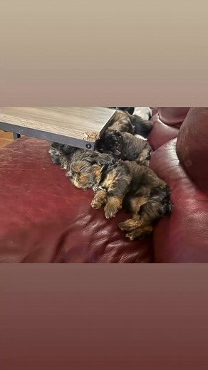 More Fozzie Bear! #cavatzu Where’re my Tzu Fans? He’ll prob stay under 10lbs, keep napping frequently, and stay Wall-eyed and lower than normal ears. We thought Kermit was the runt, but Fozzie now weighs less! | Amy's Puppy Tzu