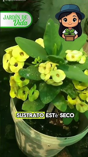 Crown of Thorns Beautiful All Year Round with These Care Instructions