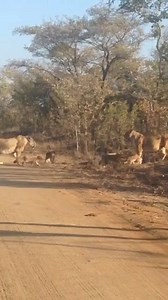 386K views · 753 reactions | How many lion cubs do you count? Source: Neil Card | Wild Wings Safaris | Facebook