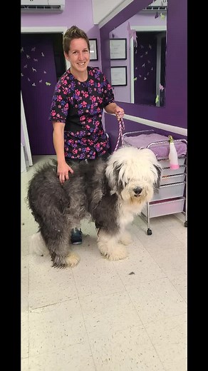 Heartwarming Transformation: Grooming an Old English Sheepdog