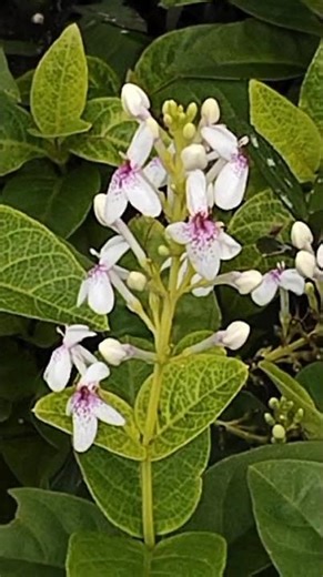 Melati Jepang (Pseuderanthemum reticulatum)