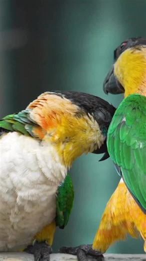 9.1K views · 20 comments | Caiques are so cool! 列❤️ #parrot #parrotlover #parrotsofinstagram #caique #caiquesofinstagram | Learn Parrots | Facebook