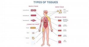 Types of tissues. Medical infographic or diagram with structure of organs and anatomy of human body. Moving banner with educational info. Nervous and muscle fiber. Cartoon flat animated graphics