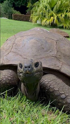 Jonathan the tortoise is now a Guinness ICON at 194 years old!