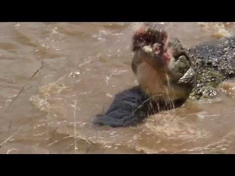 Crocodile swallows young zebra's head in 1 go (wait for the end..) @Masai Mara - Kenia