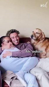 478K views · 10K reactions | Love is a wet nose and a wagging tail! ❤️ | MetDaan Animals | Facebook